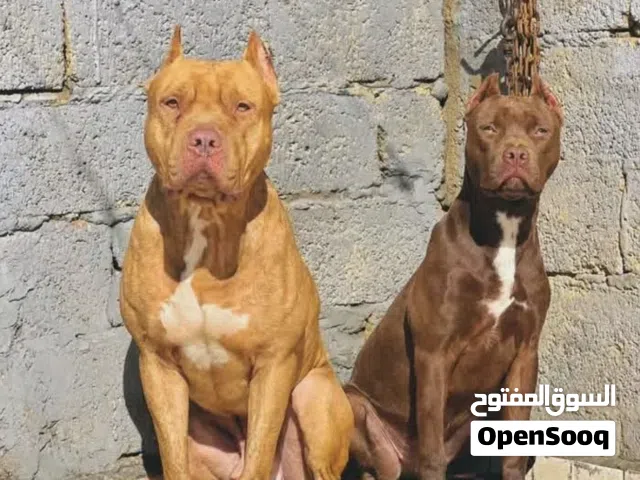 مطلوب انثي بيتبول