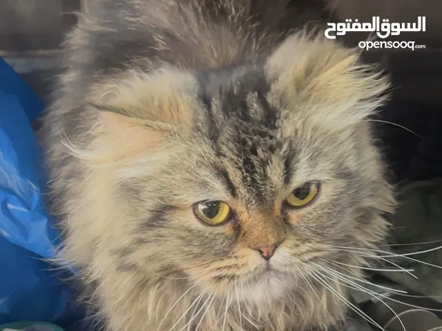 للتبني قطة إنجليزي