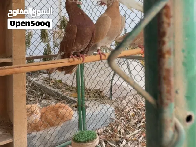 حمام زاجل منتج و حمام كرنقو