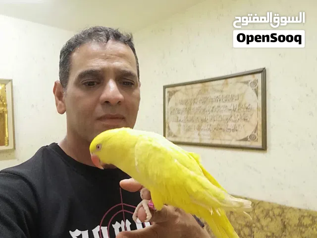 ببغاء دره مزرعة لون اصفر أنثى متكلمه بحدود كلمتين