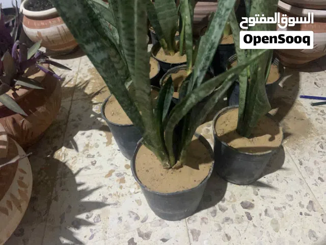 متوفر نبات السنسفيرا