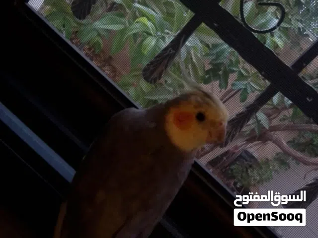ببغاء كوكتيل ذكر وبغرد للبيع سعره في الخاص