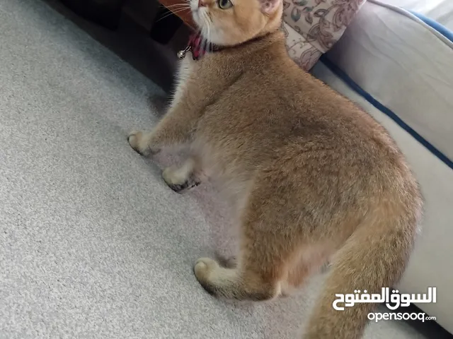 إناث منتجات سكوتش ستريت