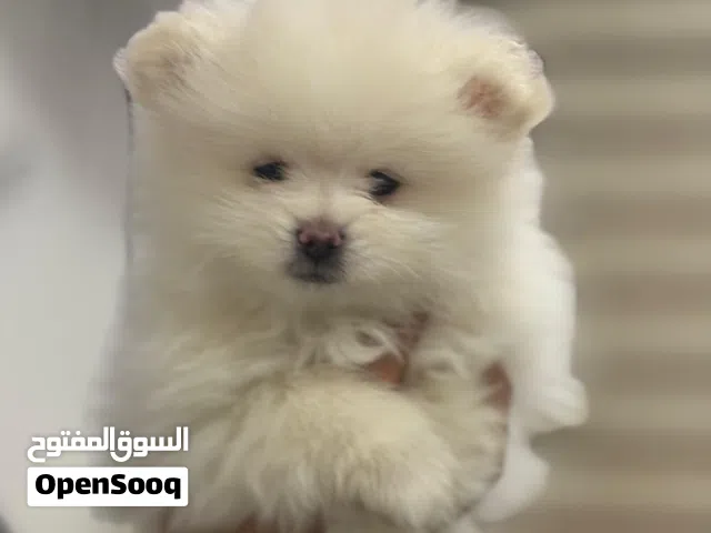 مني بو للبيع