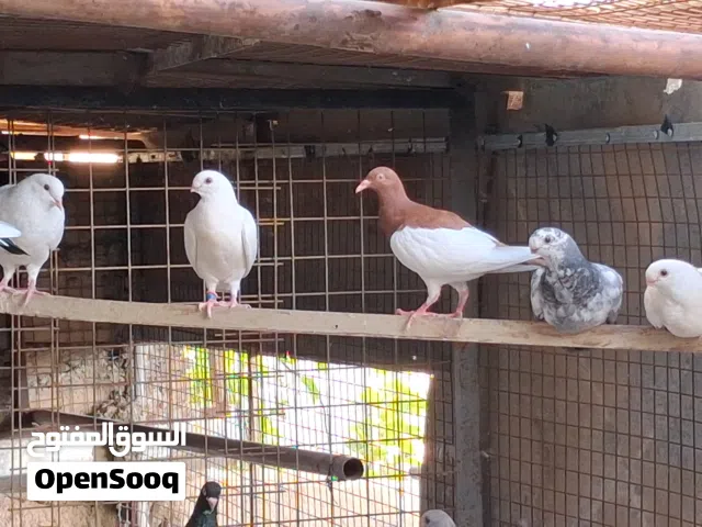 مجموعة حمام مشكله مطير كامل