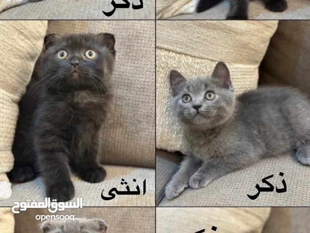 قطط هملايا سكوتش فولد مستوى جميل