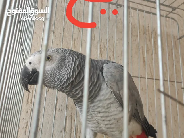 ببغاء هارب