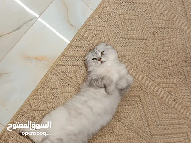 سكوتش فولد