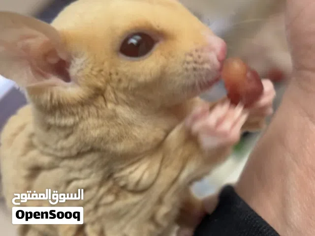 للبيع سنجاب طائر انثى عمرها 4 شهور تقريباً اليف جداً و يحب يلعب