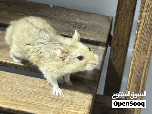 هامسترات للبيع