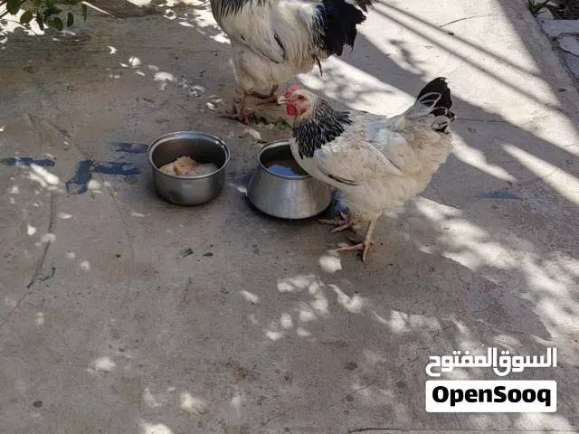 دجاجه وديج للبيع
