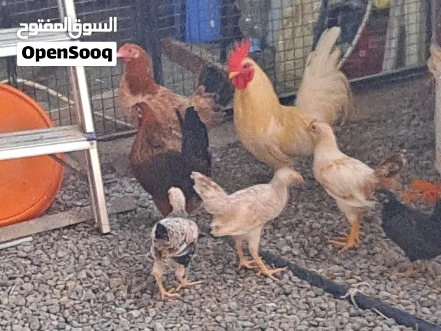 ديك ودجاج حبحب ودجاجه عاديه مع خمسه فروخ بياض