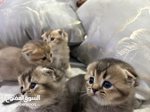 Pure Scottish fold kitten for sell healthy and playful ready for new home