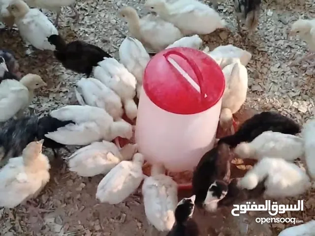 فرخ حبش هولندي الون ابيض
