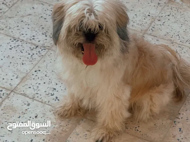 شوف الوصف كامل