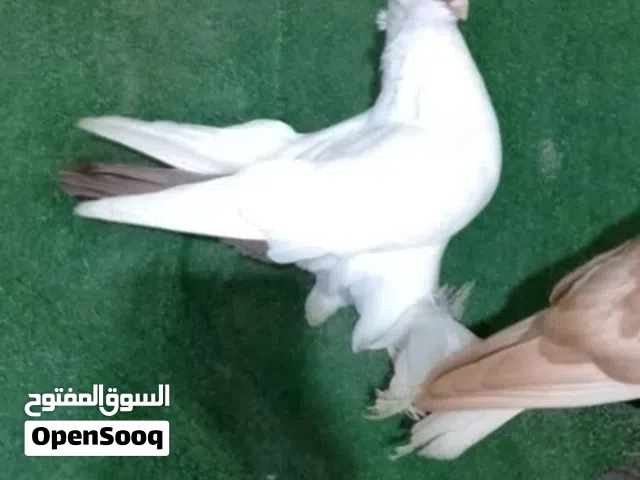 فحل بالوني احمر