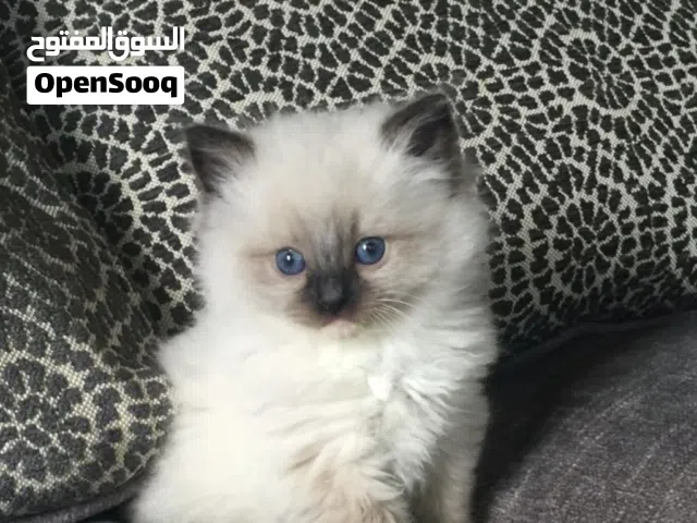 كتن للبيع بي مبلغ