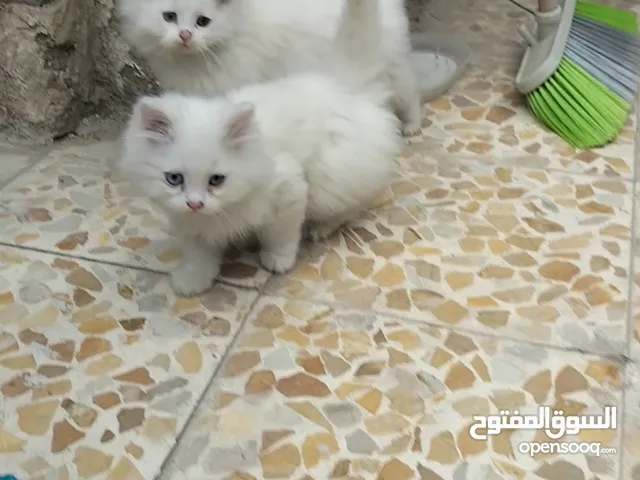 قطط 3 للبيع