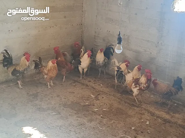 ديوك بلدي نخب للبيع