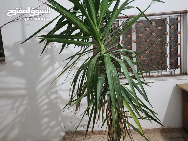 نبتة يوكا للبيع