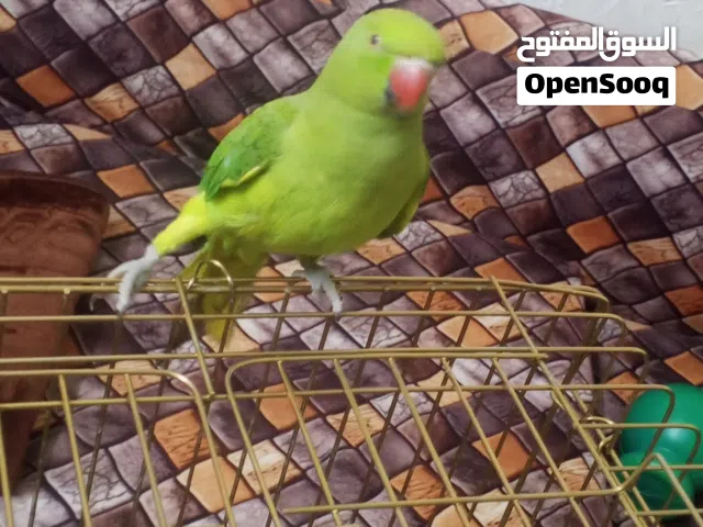 ببغاء درة للبيع بسعر مغري جداً!  اقرا الوصف