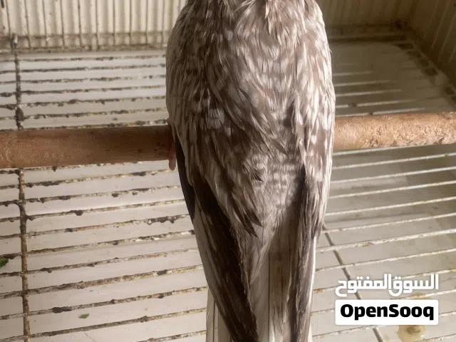 آخر فرخ كوكتيل هولندي
