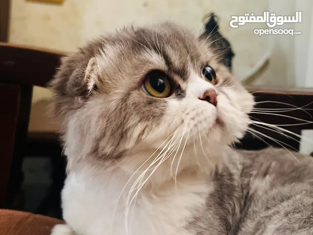 قط سكوتش دبل فولد لونغ هير