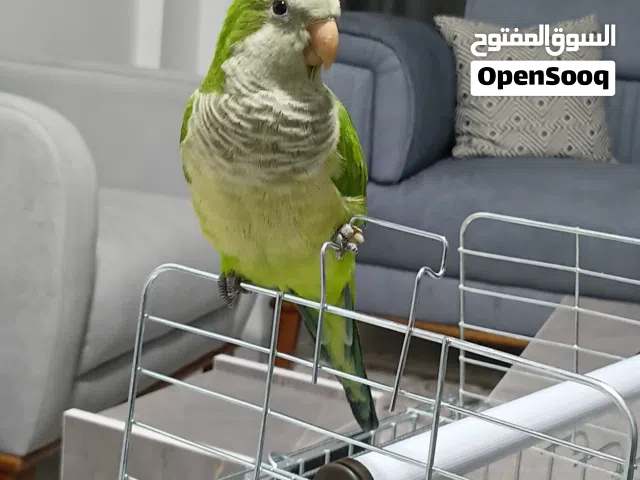 كويكر أليف للبيع