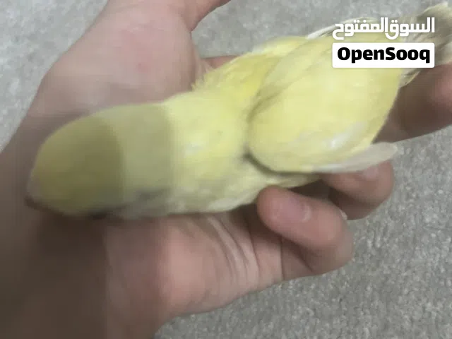 فرخ لوف بيرد للبيع