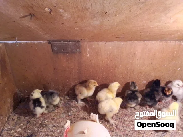 صيصان براهما للبيع ودجاجتين راقدات