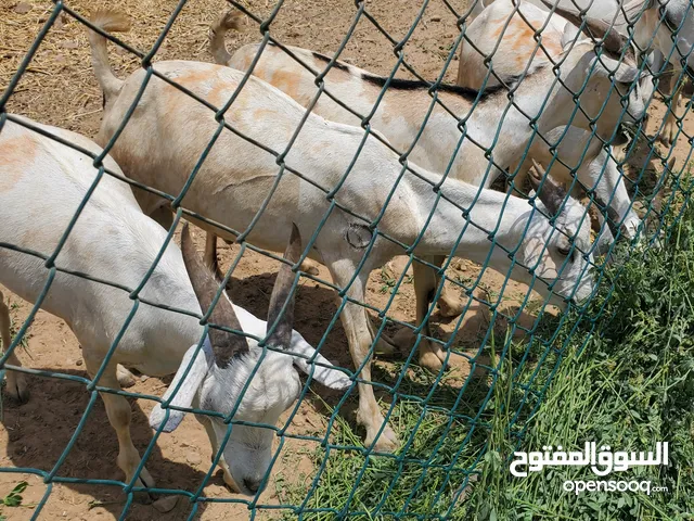 ماعز بسعر مناااسب 280 الف ريال يمني