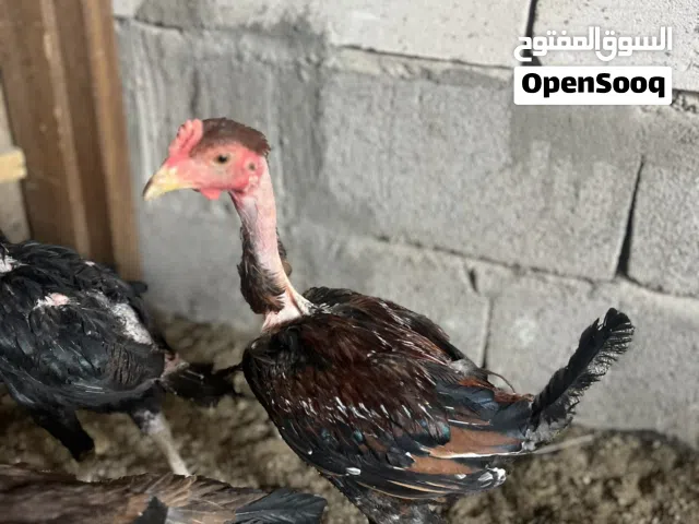 ديكة للبيع