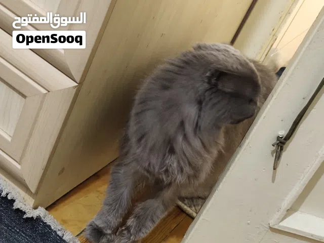 قط سكوتش فولد للبيع بداعي السفر