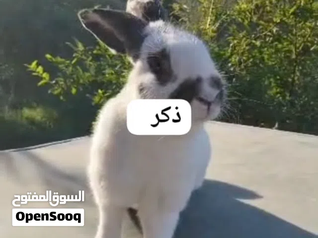 ألماني فراشة
