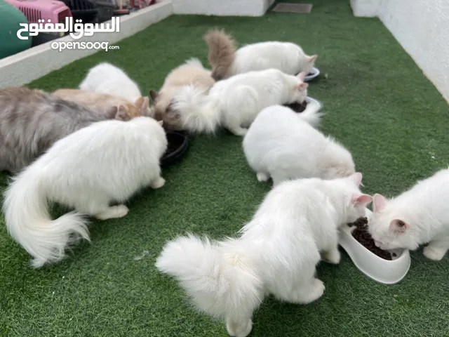 قطط للبيع Cats for sale) each)