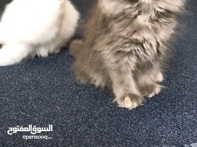 two Persian kittens available