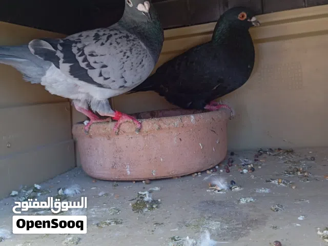 حمام للبيع الحبه الزاجل 3 والبوز 5