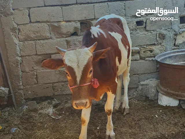 سلام عليكم عجل هولندي اصلي خشن وعريض