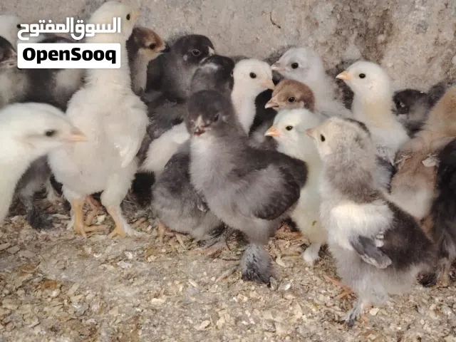 صيصان براهما بف جامبو