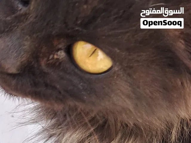 قط هجين شيراز