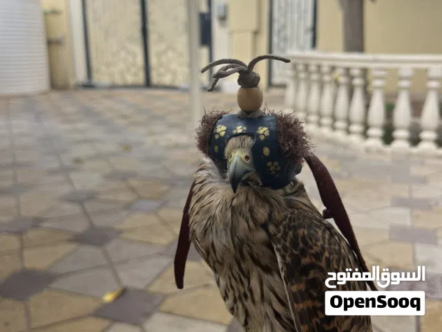 طير بذوار اليف