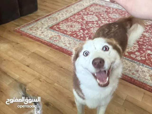 كلبين هاسكي الاسود ذكر والبني انثي عمرها 7 شهور اليفين جدا جدا ولعوبين للتبني العاجل