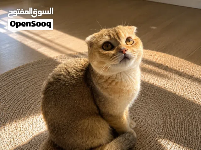 انثي سكوتش فولد منتجه ny11