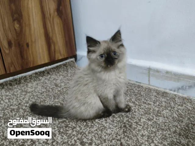ثلاثة قطط صغيرة