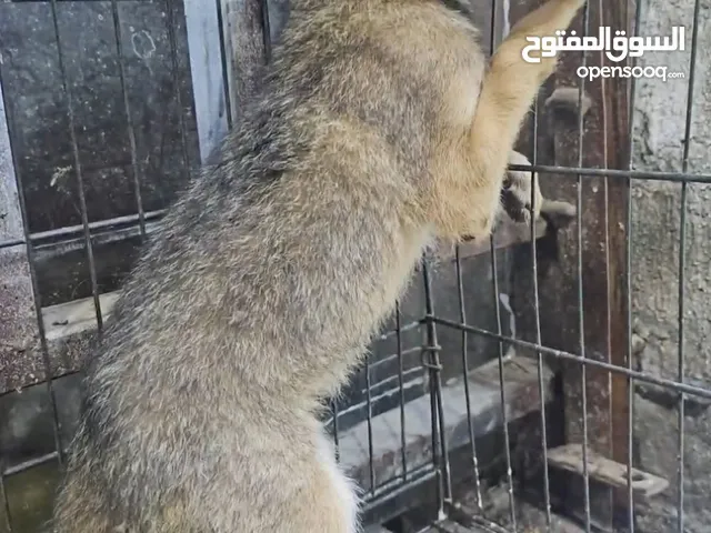 ذئب عربي أشهب للبيع بسعر مناسب