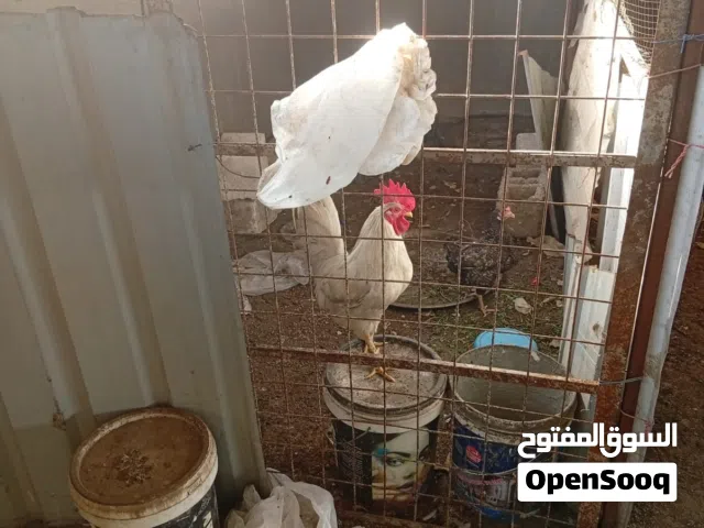 ديج عرب لون ابيض عمرة 9 اشهر صحة ممتازة شرط فحص
