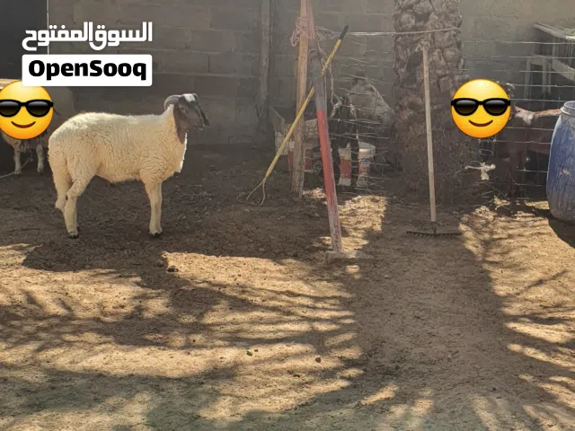 العدد 7 نعاج والدات سلاله الله ايبارك السلام عليكم خروف ماشاء الله تبارك الله متاح طرابلس زناته