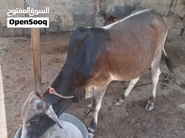 عجل اثيوبي
