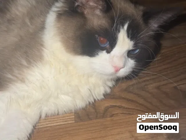 قط راغدول