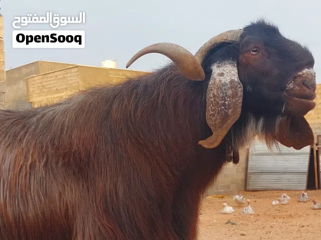 جدي فحل جامع للبيع